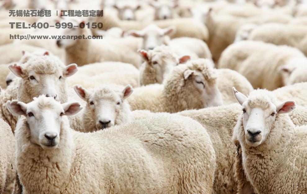 hjc黄金城地毯 羊毛地毯