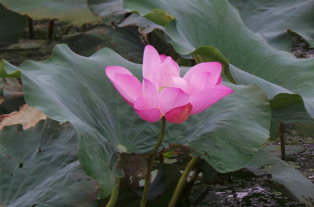 hjc黄金城地毯莲花岛荷花