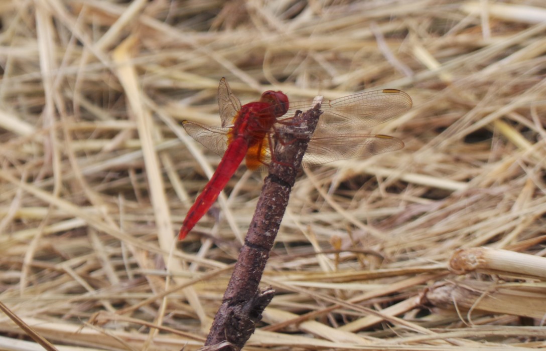 hjc黄金城地毯莲花岛蜻蜓